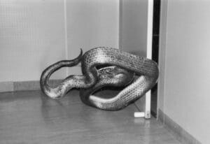 Rachele Maistrello, Office with diamond snake (Crotalus adamanteus), cardboard cutout, Brisbane, 2023